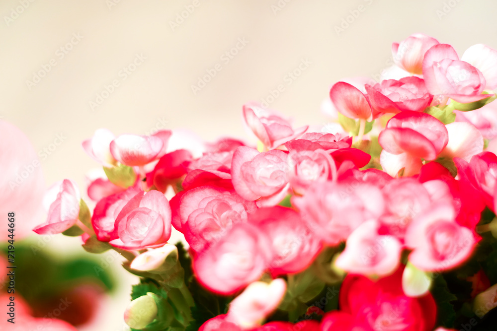 Pattern of beautiful natural red and pink begonia flowers, blooming in flower garden for background and wallpaper