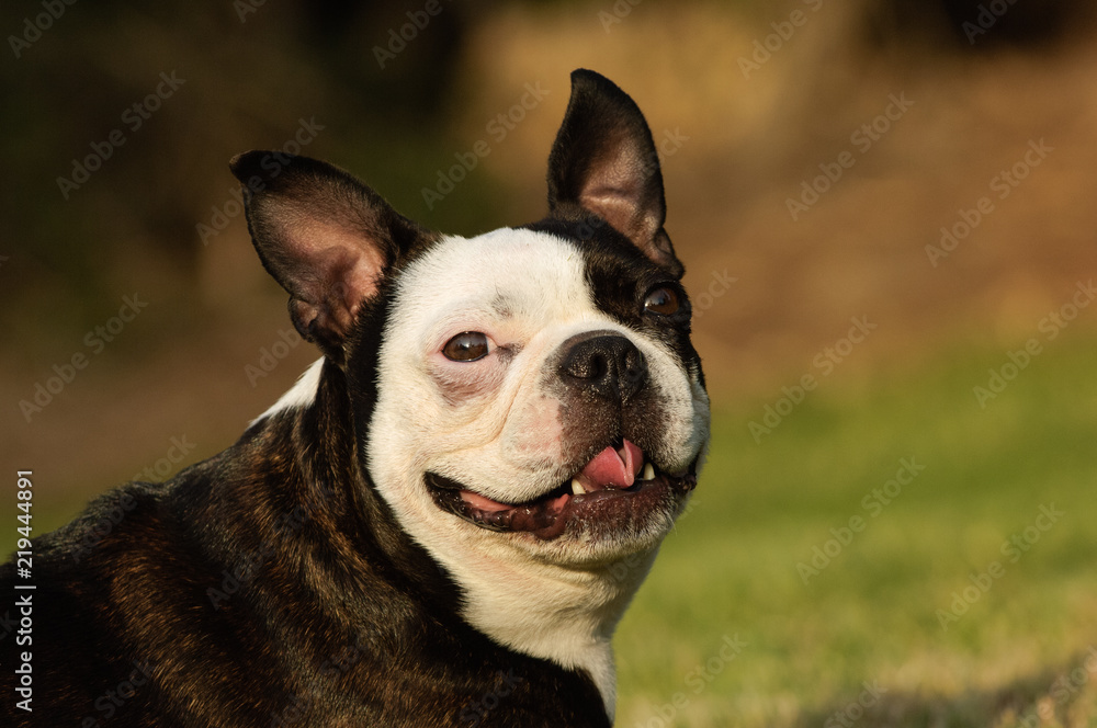 Boston Terrier dog portrait head shot