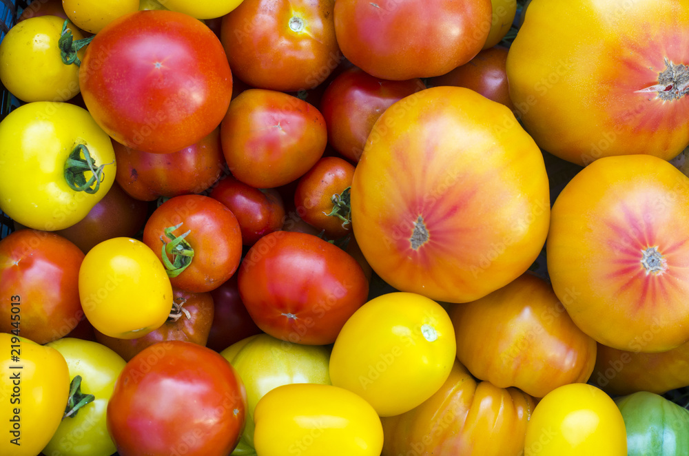 Harvest, mix tomatoes of different varieties and sizes Harvest, mix tomatoes of different varieties and sizes