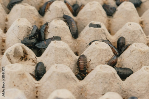 Madagascar cockroaches of different sizes close-up in terrarium.