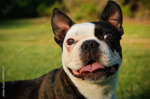 Fototapeta Naklejka Na Ścianę i Meble -  Boston Terrier dog closeup of face