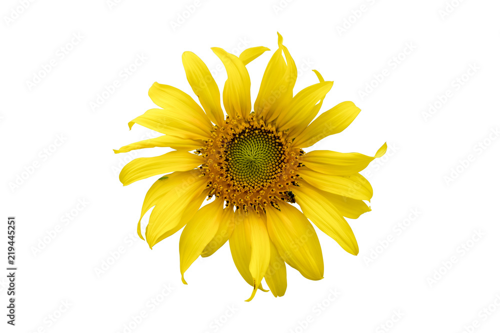 Naklejka premium Sunflower on white background
