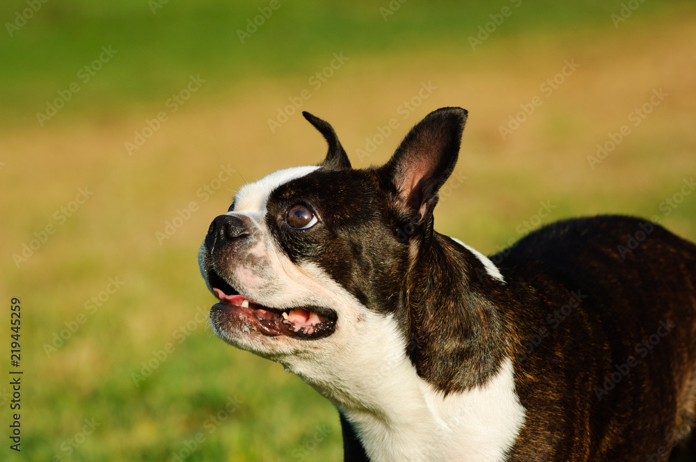Boston Terrier dog outdoor portrait in grass