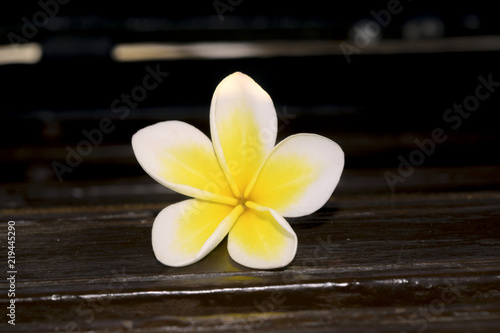 Frangipani or plumeria flower on wooden  blur style for background spa concept