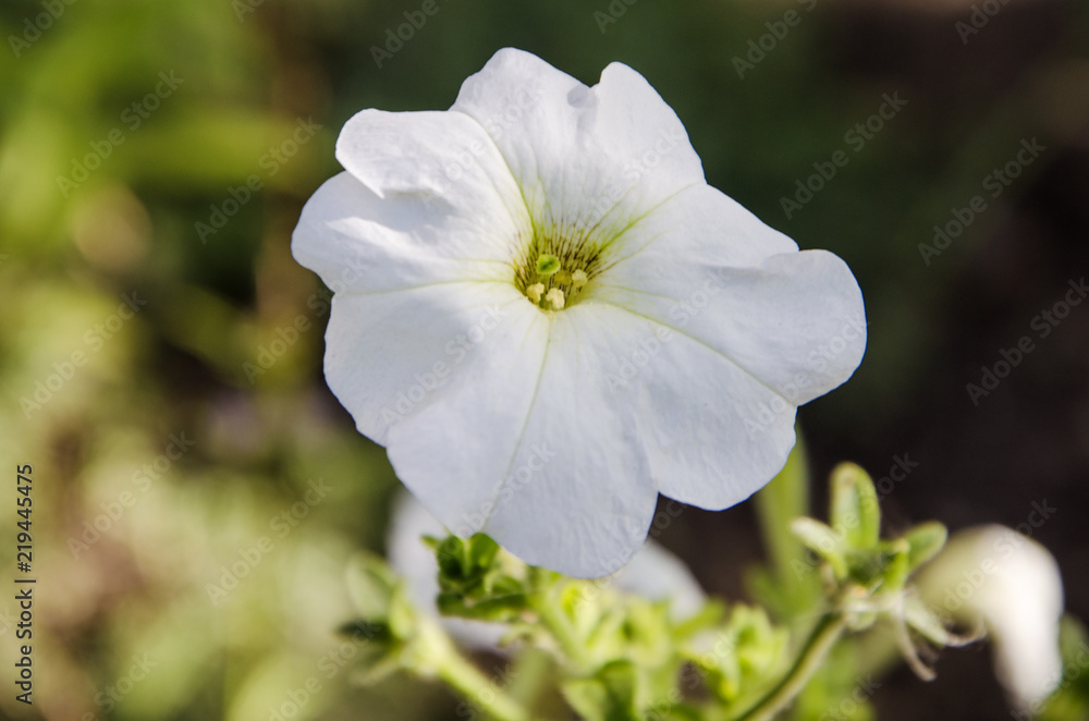 White Petunia White Petunia