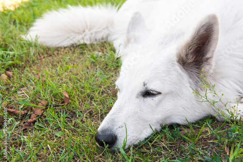 White beautiful Swiss Shepherd dog is sleeping outside on the green grass.