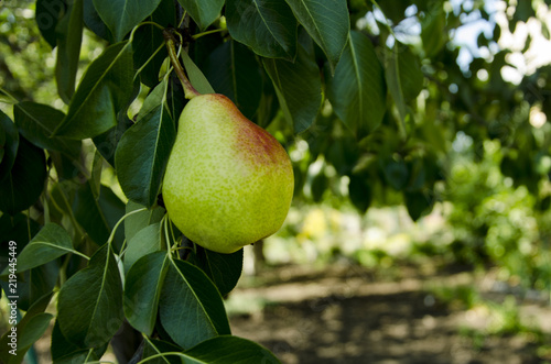 A ripe pear on a tree branch