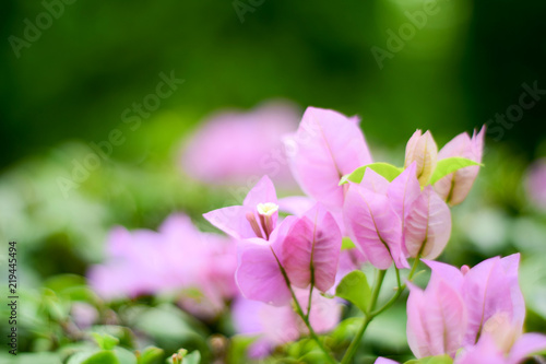 close up pink Lesser bougainvillea (Bougainvillea glabra)