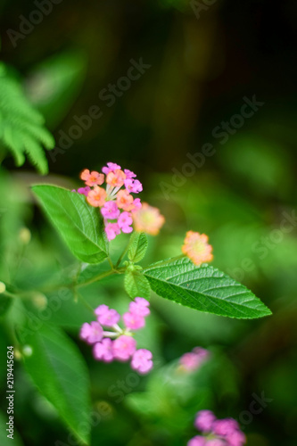 pink West Indian Lantana Growing