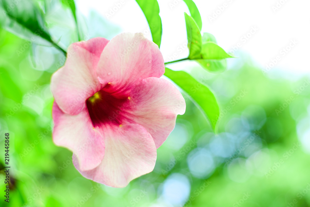 Closeup Allamanda cathartica,pink flower in the garden Closeup Allamanda cathartica,pink flower in the garden