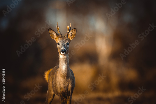Roe deer