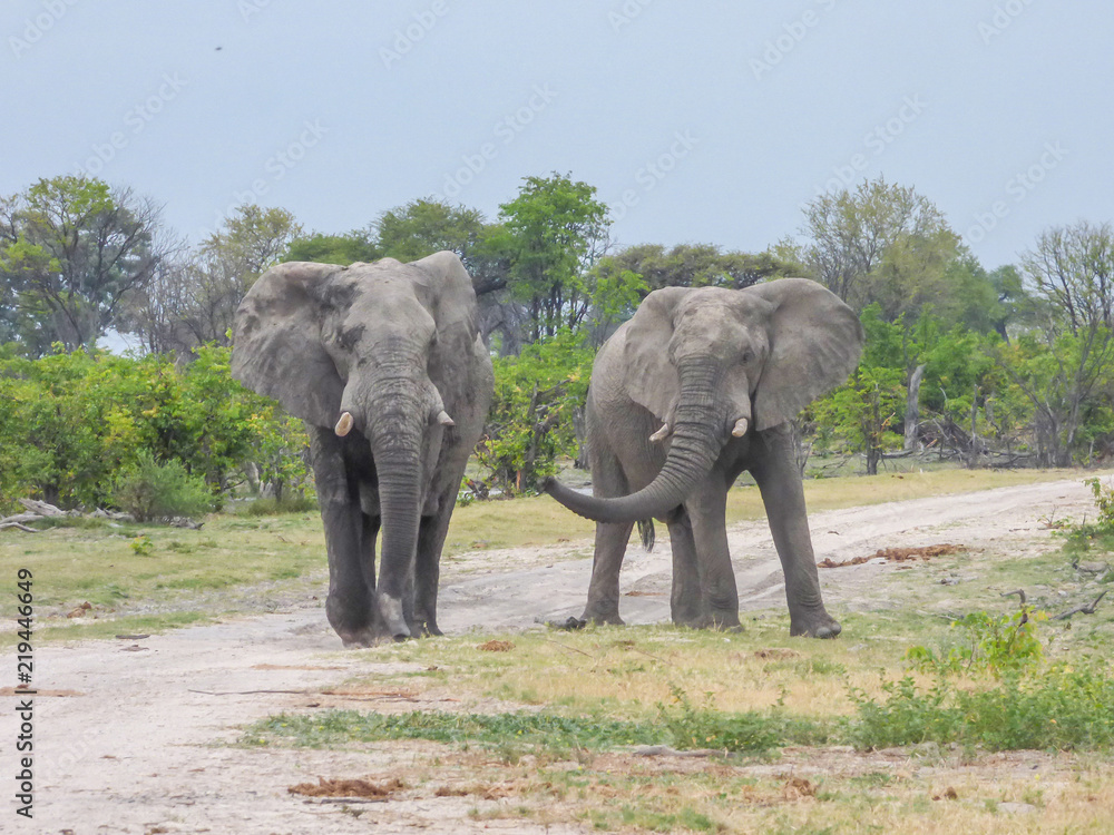 African elephants in natural habitat