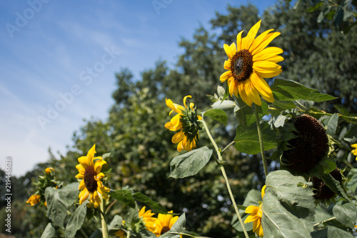 Fototapeta Naklejka Na Ścianę i Meble -  Sonnenblumen vor blauem Himmel
