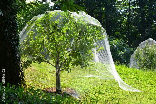 Obstanbau mit Fraßschutz-Netz um die Obstbäume photo