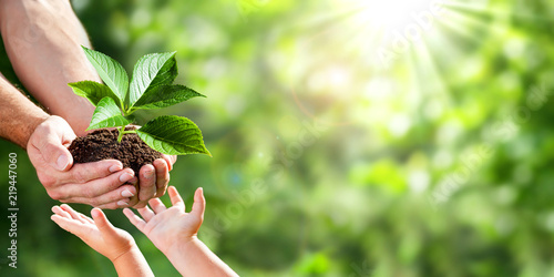 Hands of a child taking a plant from the hands of a man - Giving Concept
