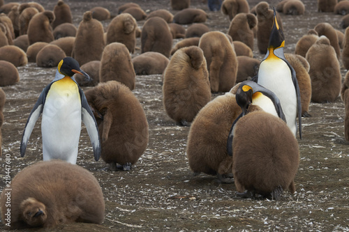 Breeding colony of King Penguins (Aptenodytes patagonicus) at Volunteer Point in the Falkland Islands. Adults and nearly full grown chicks. 