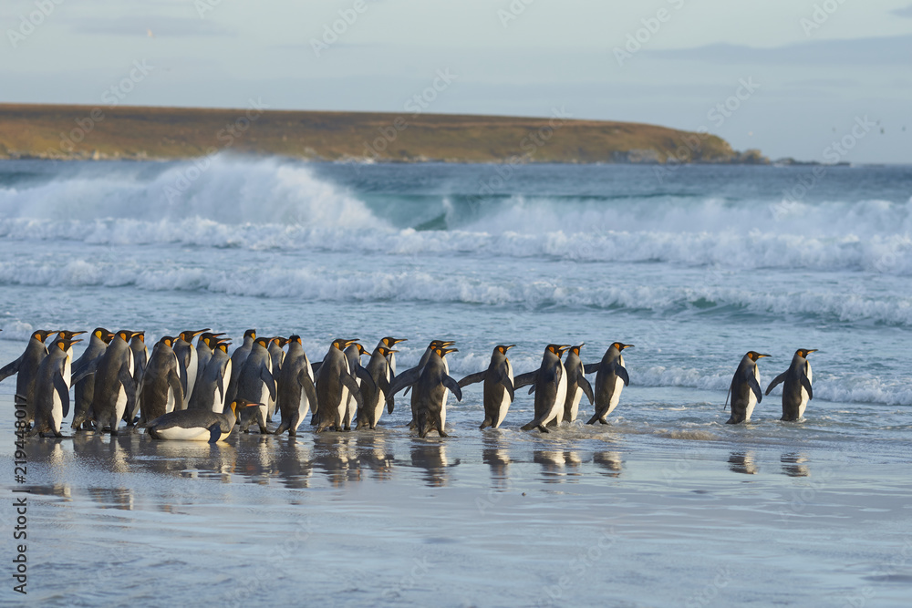 Fototapeta premium Large group of King Penguins (Aptenodytes patagonicus) heading for the sea at Volunteer Point in the Falkland Islands.