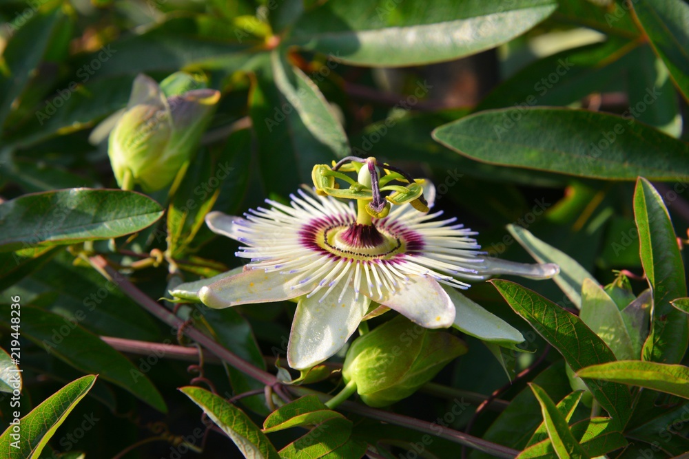Auffällige Blüten der Passionsfrucht, Passiflora edulis, an einem Gartenzaun in Norditalien, Nahaufnahme Auffällige Blüten der Passionsfrucht, Passiflora edulis, an einem Gartenzaun in Norditalien, Nahaufnahme