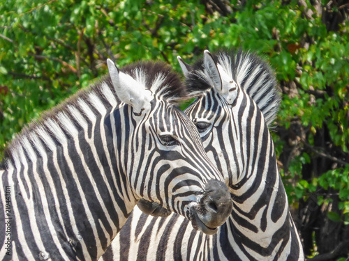 African zebra in natural habitat