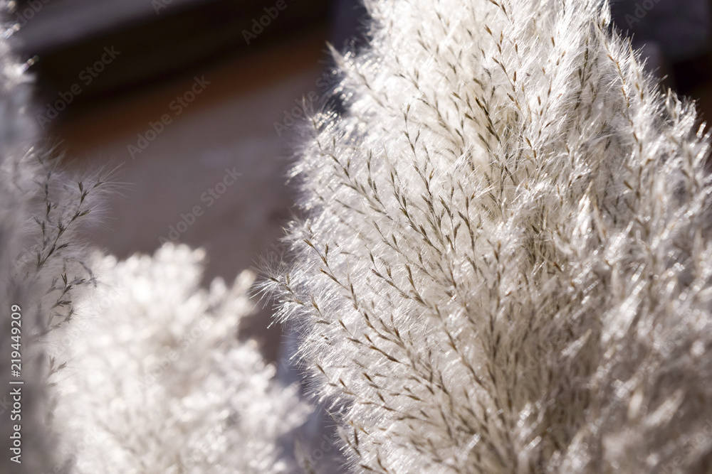 Flowering grass with lighting Soft and dreaming background Flowering grass with lighting Soft and dreaming background