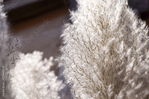 Flowering grass with lighting Soft and dreaming background
