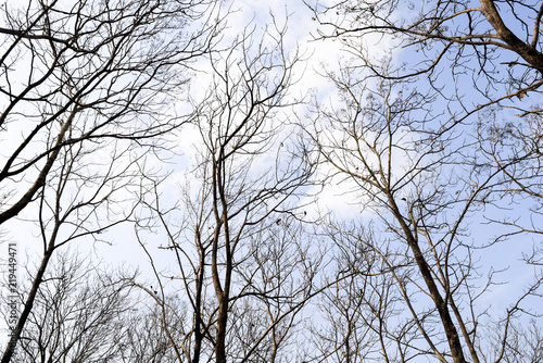 Dry teak tree in autumn