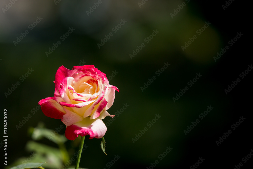 Fototapeta premium yellow mix pink rose flower