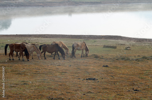 Wild horses live in the meadow steppes, in the Suoivang lake, Lam Dong Province, Vietnam. Not yet thoroughbred, wild horses living on the plateau 1500m photo