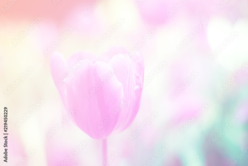 Beautiful abstract sweet color of floral with pink flower buds,  pastel color style for background.