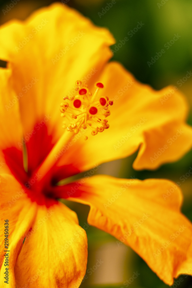 Hibiscus orange Hibiscus orange