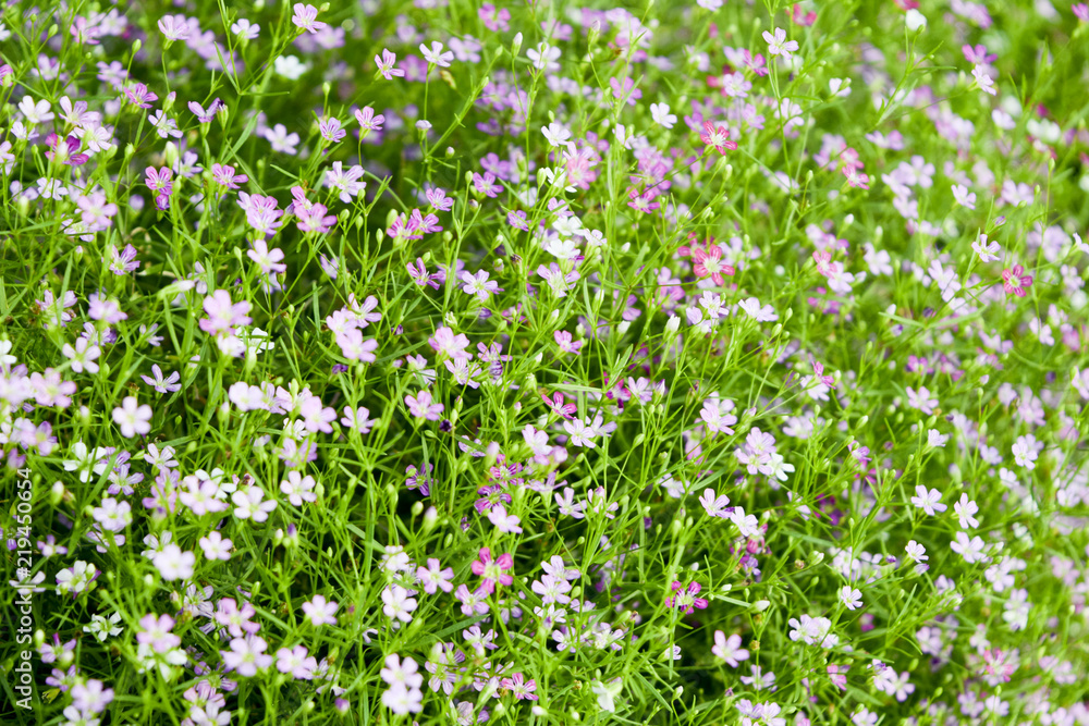 many small flower, pink daisies with little green leaf, natural background
