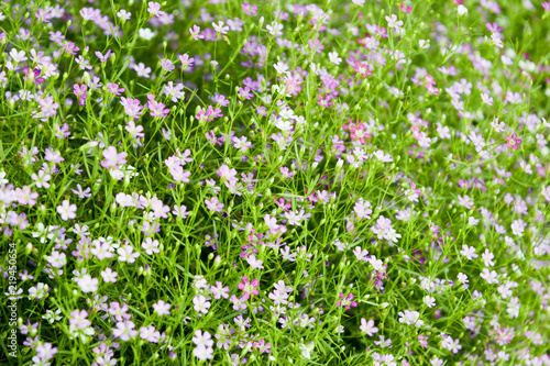 many small flower  pink daisies with little green leaf  natural background