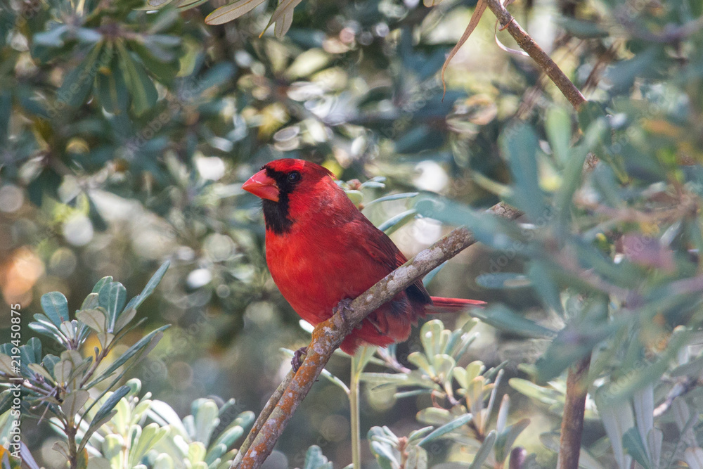 Cardinal Cardinal