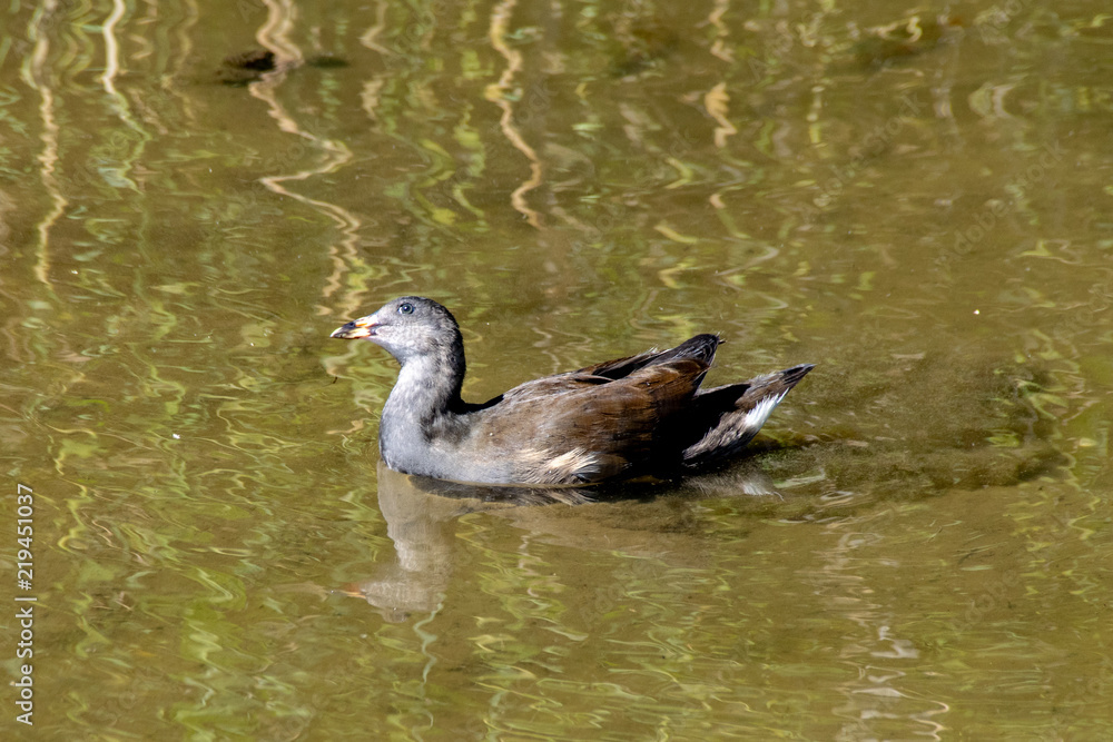 Juvenile moorhen duckling with head tilted to one side looking towards the sky Juvenile moorhen duckling with head tilted to one side looking towards the sky