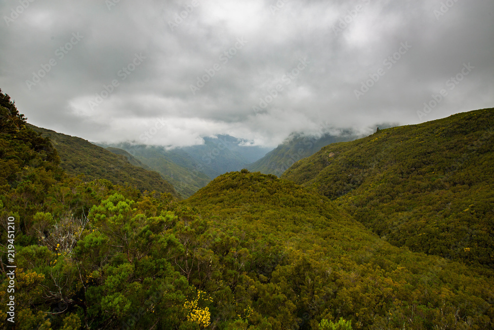 Forest on Madeira, Trees and cloudy day