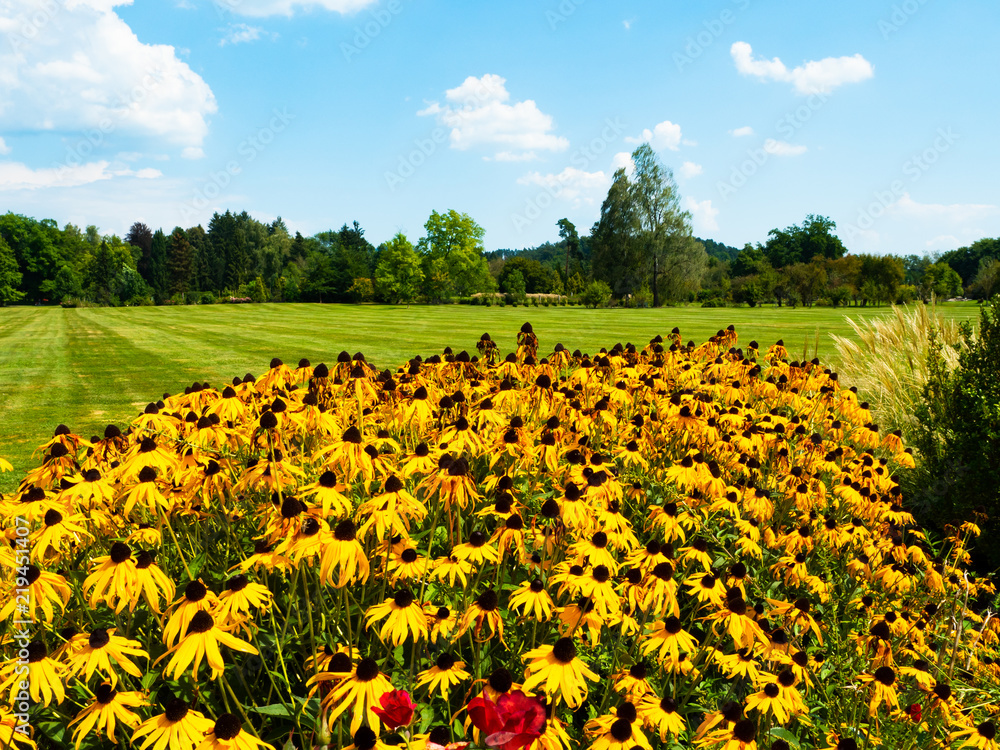 Fototapeta premium garden with flowers green grass and full of trees