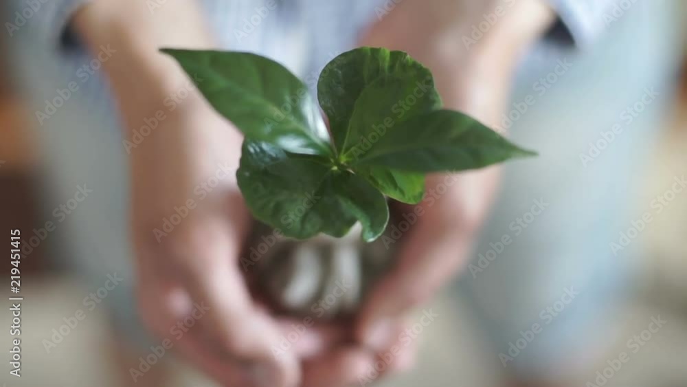 Hands of men farmer showing and caring a young coffee tree in hands for planting Hands of men farmer showing and caring a young coffee tree in hands for planting