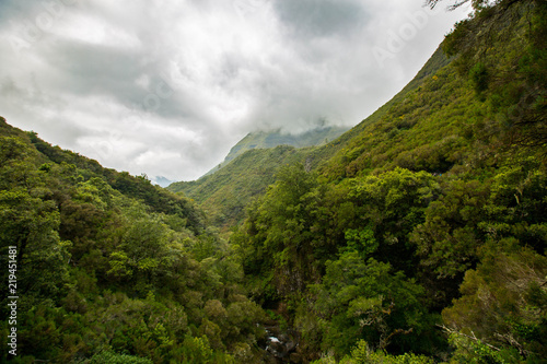 Forest on Madeira on a cloudy day