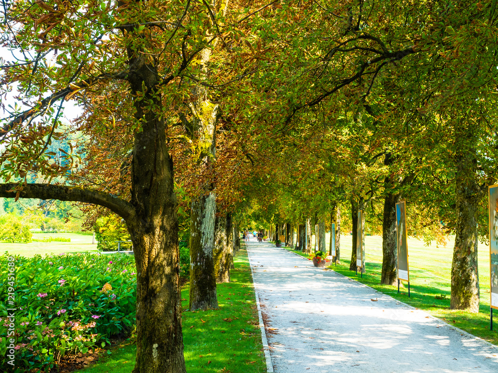  tree-lined avenue of a colorful garden