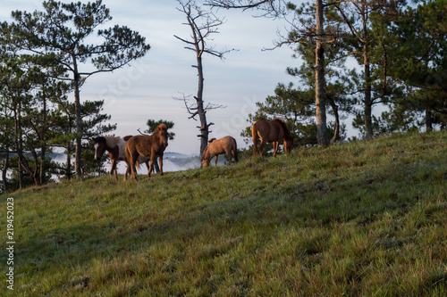 Wild horses live in the meadow steppes, in the Suoivang lake, Lam Dong Province, Vietnam. Not yet thoroughbred, wild horses living on the plateau 1500m photo