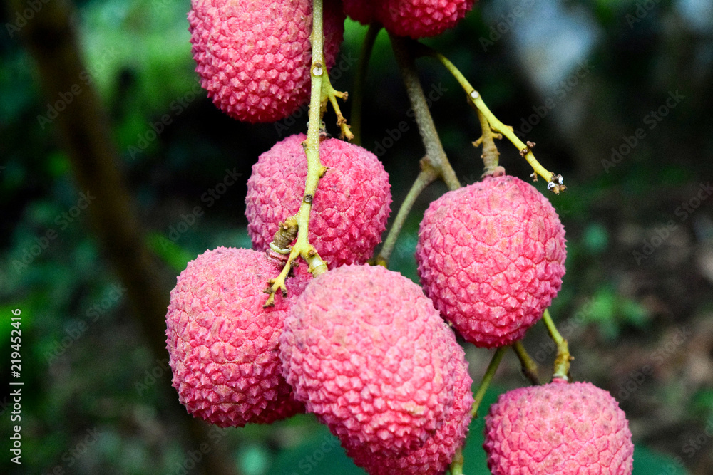 Lychee on tree ,fruit Asia Thailand Lychee on tree ,fruit Asia Thailand