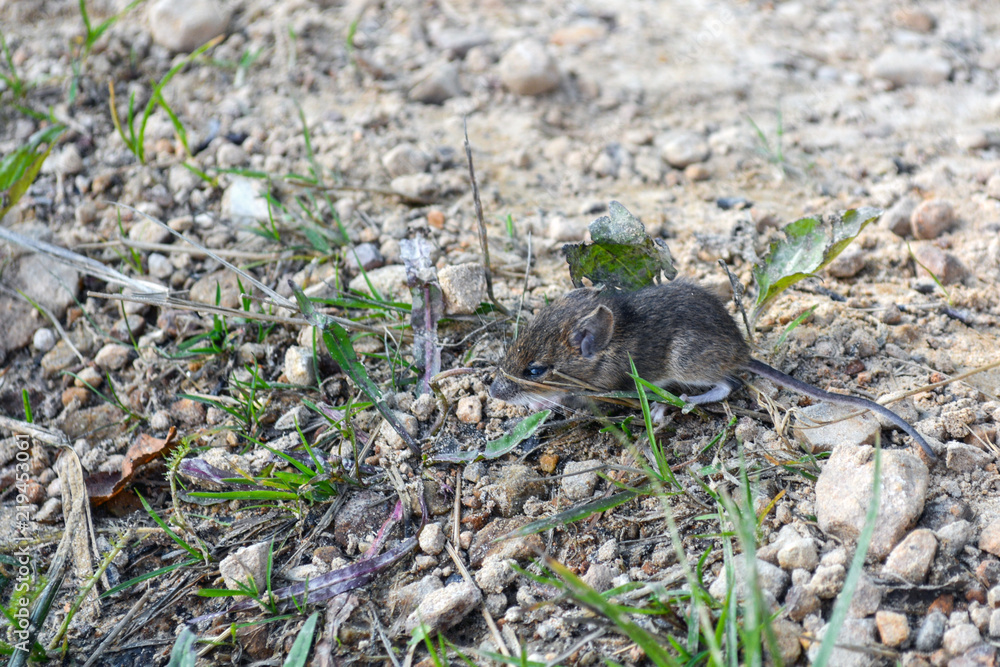 live, wild mouse on the ground, on the path near the house live, wild mouse on the ground, on the path near the house