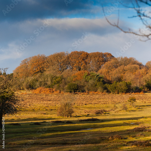 New Forest in Hampshire