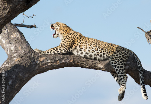 Female leopard in a tree