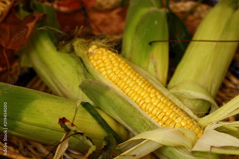 Obraz premium Organic,fresh,green,golden corn shot between autumn leaves 6