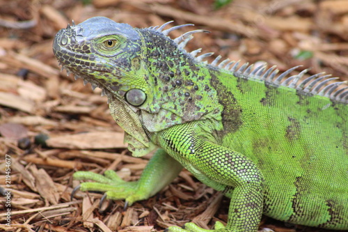 green iguana © jennifer