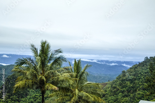 coconut trees with mountain view