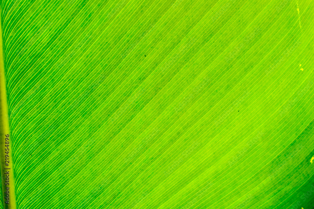 Close up nature Leaves Background, green leaf on blurred background in garden with copy space, fresh wallpaper concept.