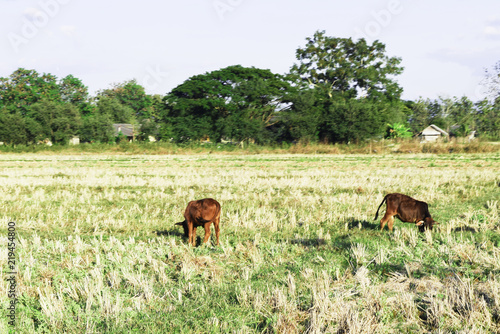 buffalo with eating grass in the meadow, Buffalo ate grass in the field © PhatCha