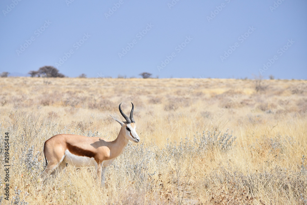 Fototapeta premium Springbok in African Bush